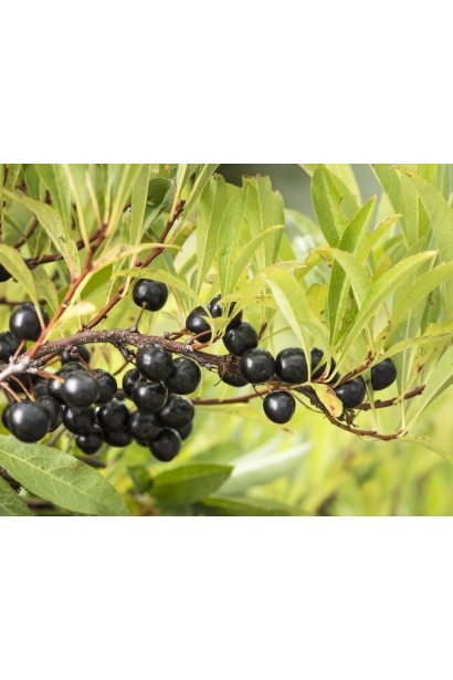 Слива приземиста Депресса на штамбі 